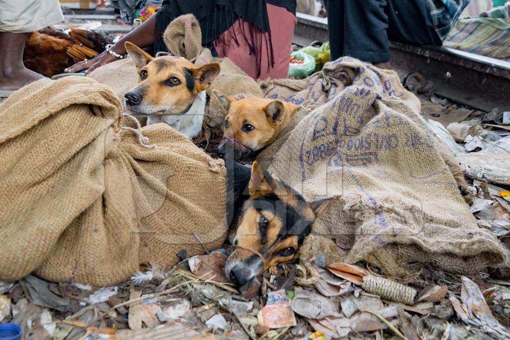 Dogs in sacks on sale for meat at a live animal dog market in Nagaland