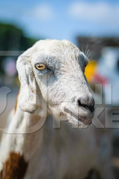 White goat outside mutton shop in an urban city