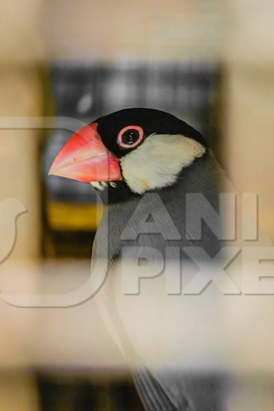 Java finch with red beak in cage on sale at Crawford pet market