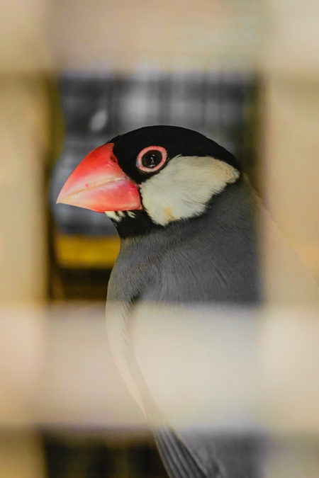 Java finch with red beak in cage on sale at Crawford pet market