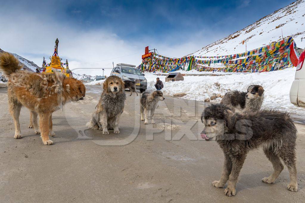 Pack of Indian street or stray dogs in Ladakh in the mountains of the Himalayas in India