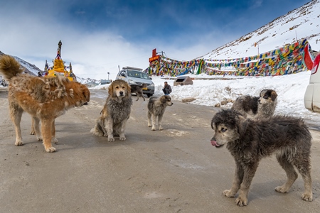 Pack of Indian street or stray dogs in Ladakh in the mountains of the Himalayas in India
