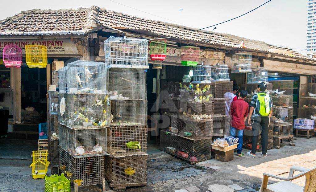 Stacks of cages containing exotic birds and small animals on sale as pets at Crawford pet market in Mumbai