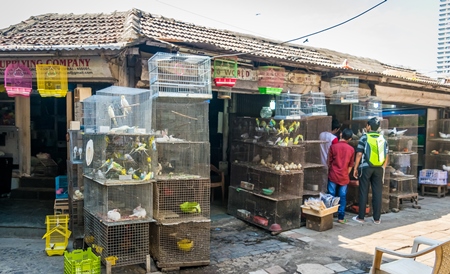 Stacks of cages containing exotic birds and small animals on sale as pets at Crawford pet market in Mumbai