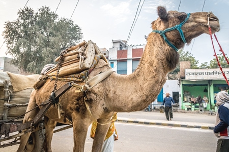 Working camels used for animal labour in Bikaner in Rajasthan