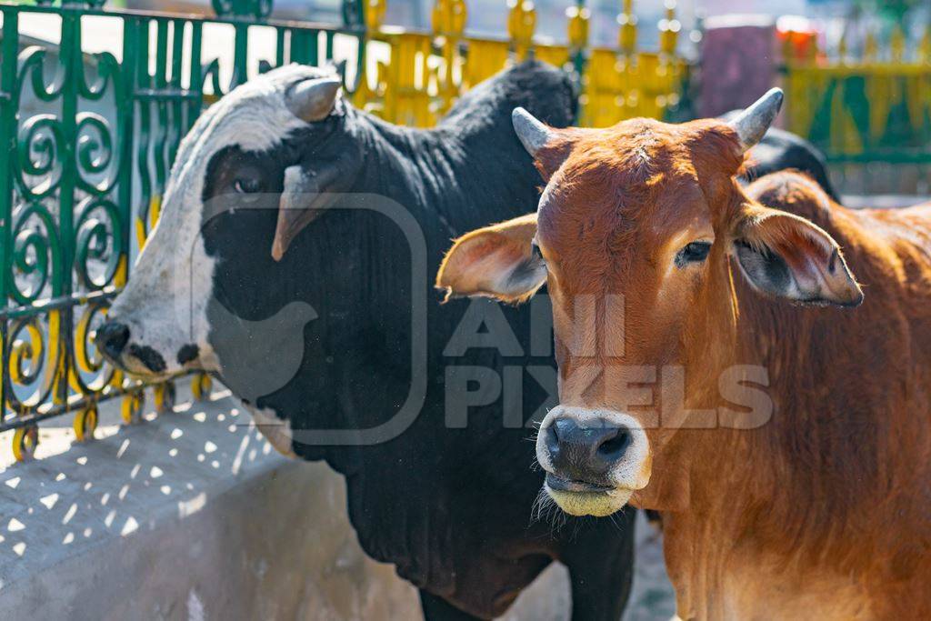 Indian street cows and bullocks on the road in an urban city in Rajasthan in India