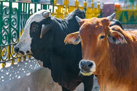 Indian street cows and bullocks on the road in an urban city in Rajasthan in India