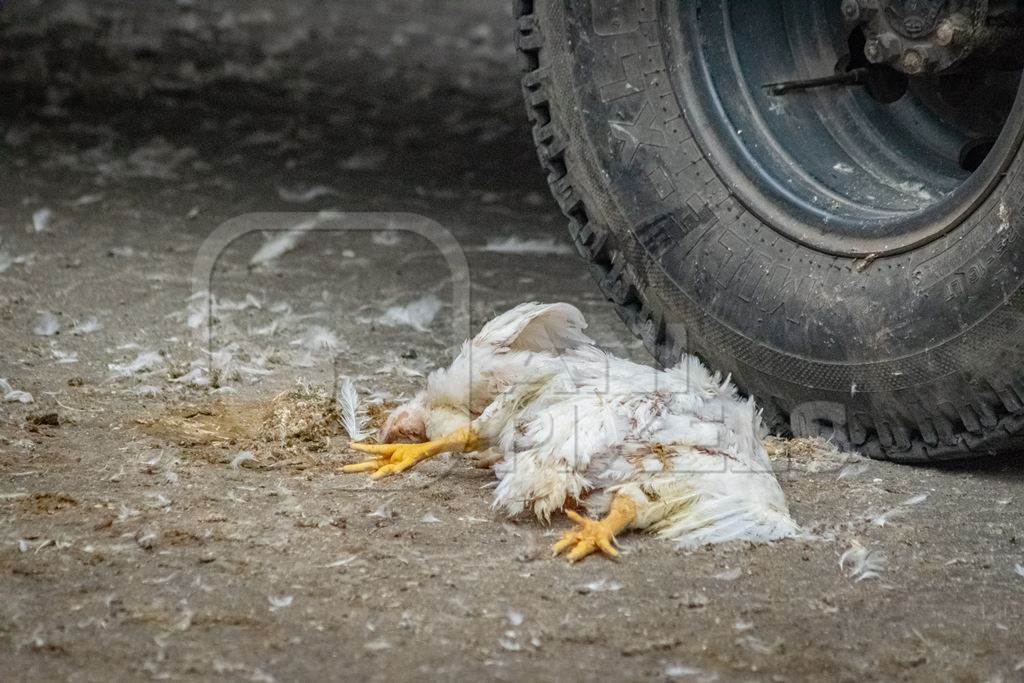 Dead broiler chickens on the ground fallen from transport trucks near Crawford meat market in urban city