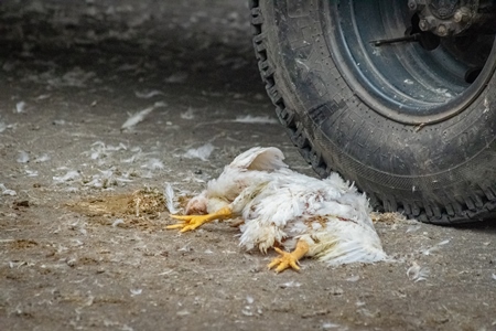 Dead broiler chickens on the ground fallen from transport trucks near Crawford meat market in urban city