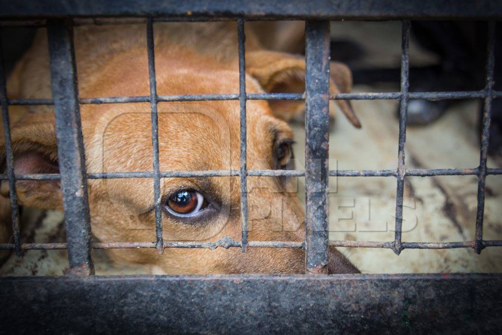 Indian stray street dog caught for animal birth control sterilisation operation in dog catching van