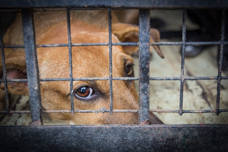 Indian stray street dog caught for animal birth control sterilisation operation in dog catching van