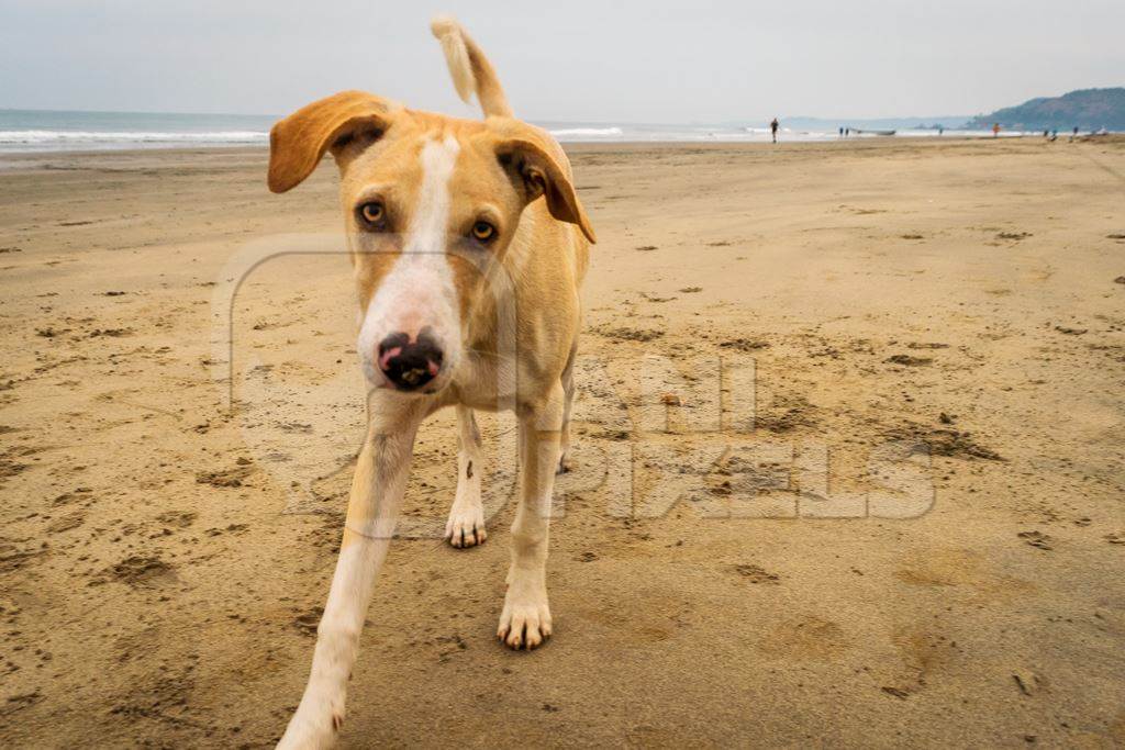 Stray puppy on beach in Goa Anipixels