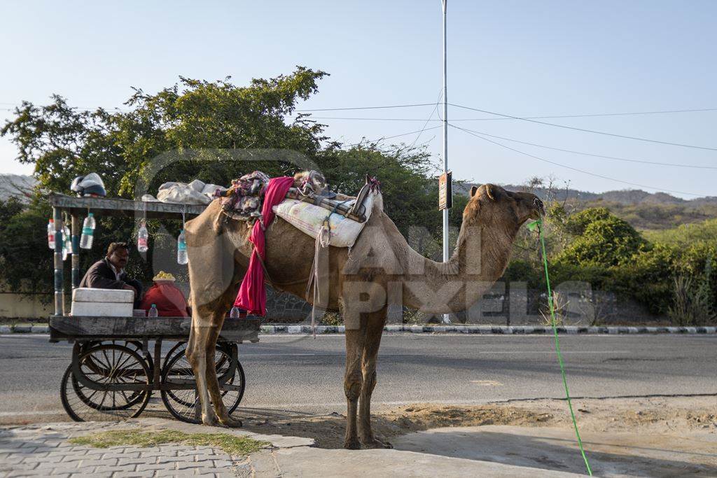 Indian camel with saddles used for animal rides for tourists, Jaipur, India, 2022