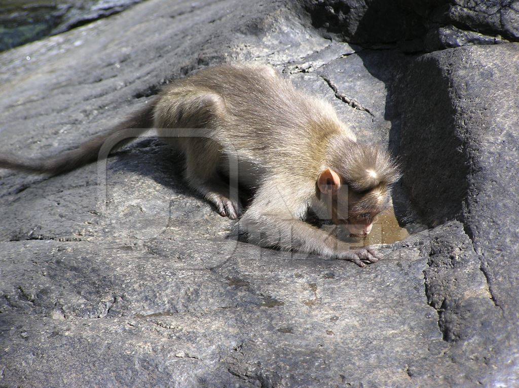 Macaque monkey on a rock