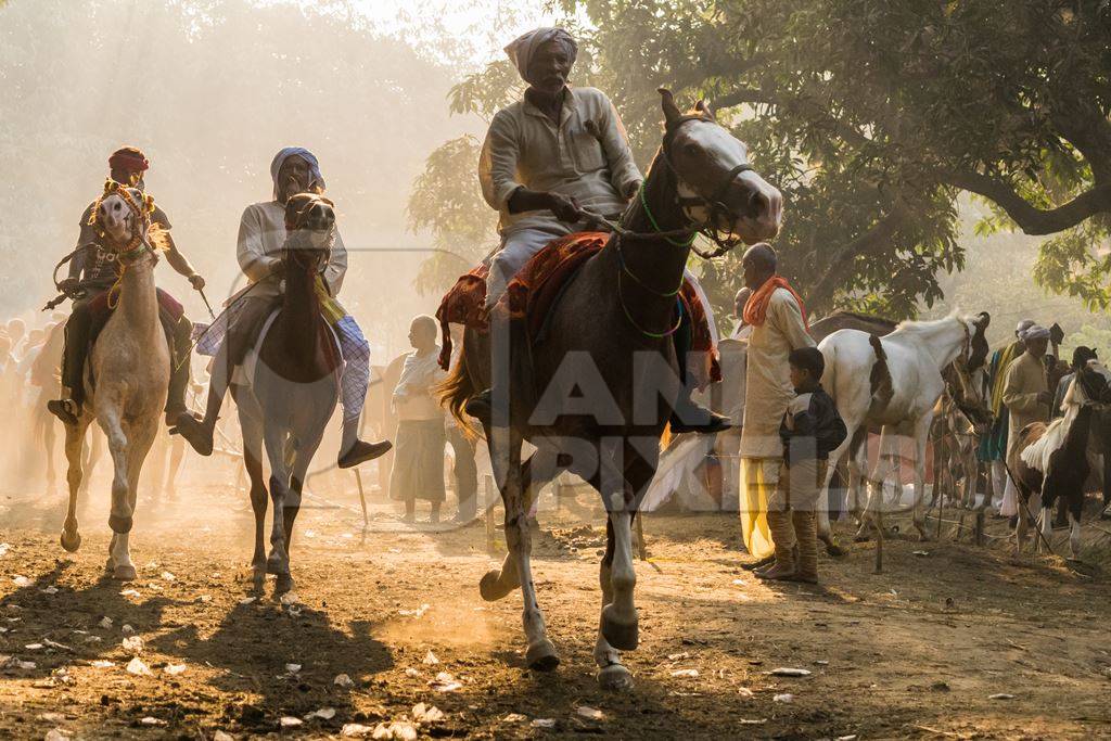 Horse in a horse race at Sonepur cattle fair with spectators watching