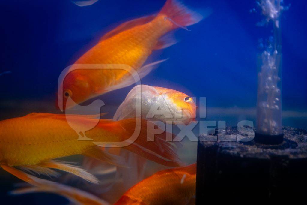 Sick goldfish in a tank at an underwater fish tunnel expo aquarium in Pune, Maharashtra, India, 2024