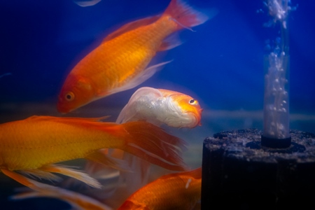 Sick goldfish in a tank at an underwater fish tunnel expo aquarium in Pune, Maharashtra, India, 2024