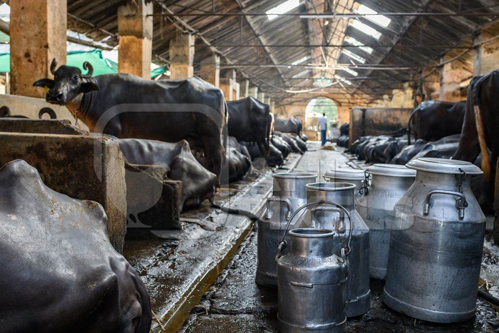 Milk cans or pails and Indian buffaloes tied up in a line in a concrete shed on an urban dairy farm or tabela, Aarey milk colony, Mumbai, India, 2023