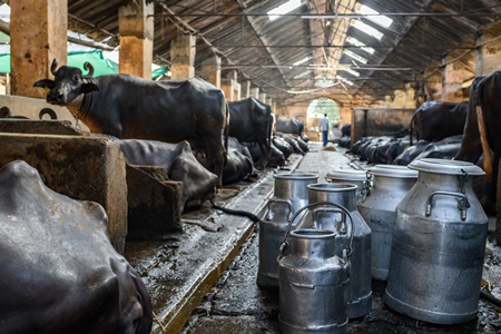 Milk cans or pails and Indian buffaloes tied up in a line in a concrete shed on an urban dairy farm or tabela, Aarey milk colony, Mumbai, India, 2023