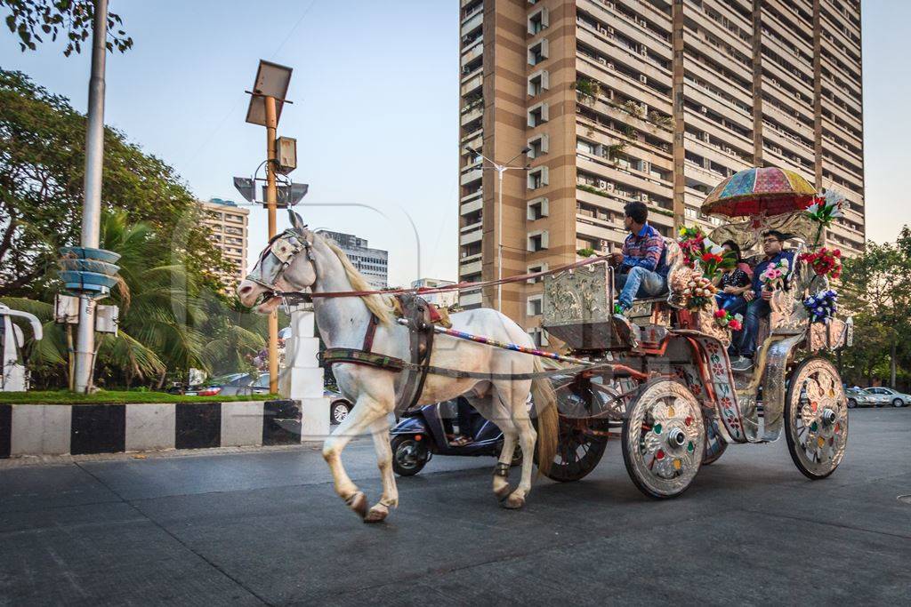 White carriage horse in harness used for tourist rides