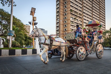 White carriage horse in harness used for tourist rides