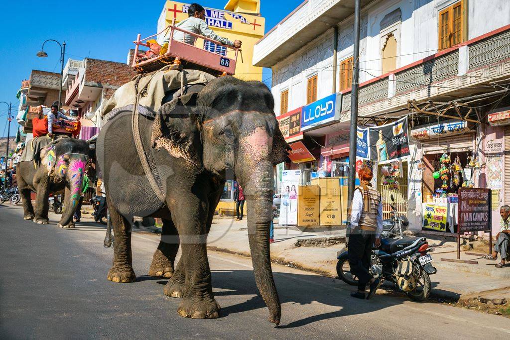Elephant used for entertainment tourist rides walking along street