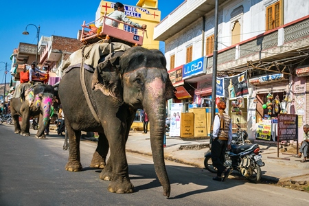 Elephant used for entertainment tourist rides walking along street