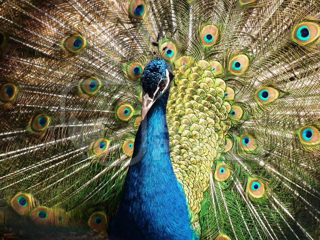 Beautiful blue peacock bird fanning his tail