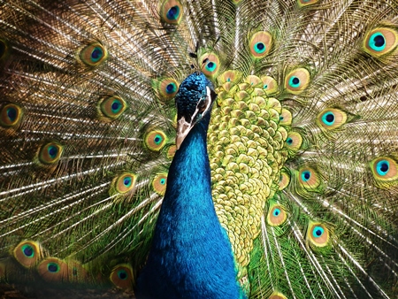 Beautiful blue peacock bird fanning his tail