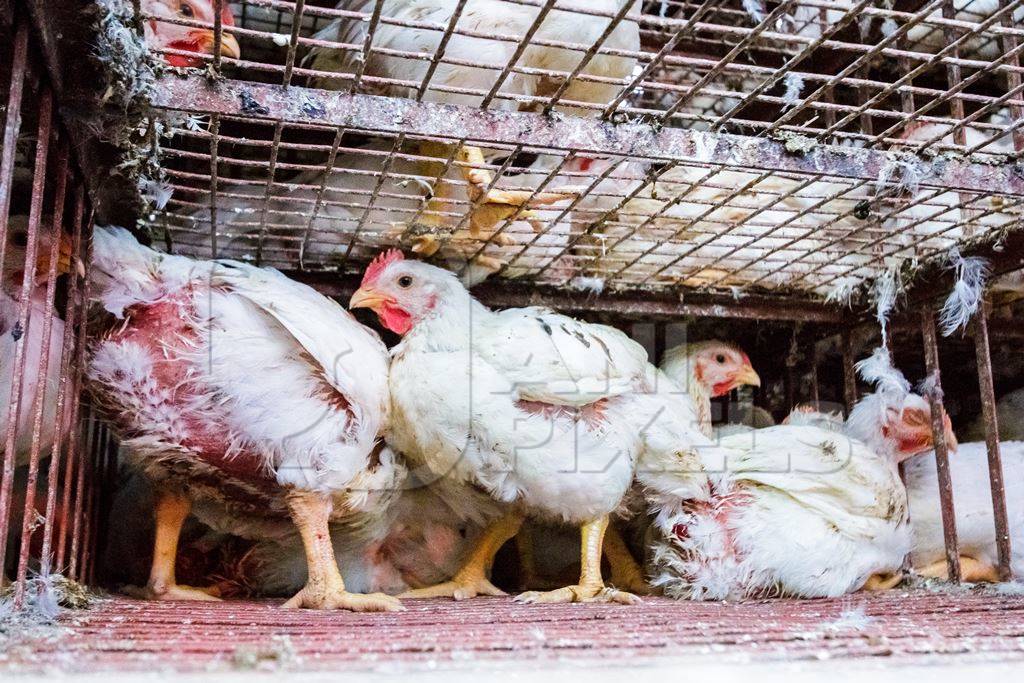 Broiler chickens raised for meat waiting to be unloaded from transport trucks near Crawford meat market in Mumbai