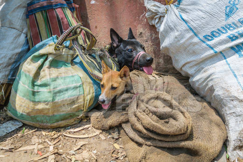 Dogs tied up in sacks on sale for meat at dog market