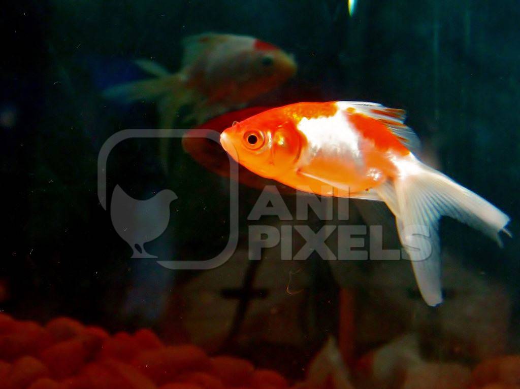 Orange goldfish fishes kepts as pets in captivity in tank or aquarium