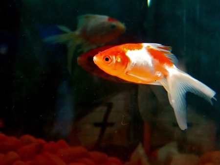 Orange goldfish fishes kepts as pets in captivity in tank or aquarium