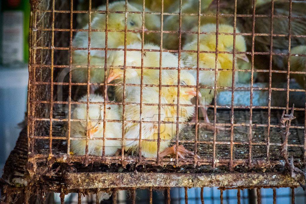 Yellow chicks on sale in cage at Crawford market in Mumbai