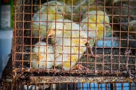 Yellow chicks on sale in cage at Crawford market in Mumbai