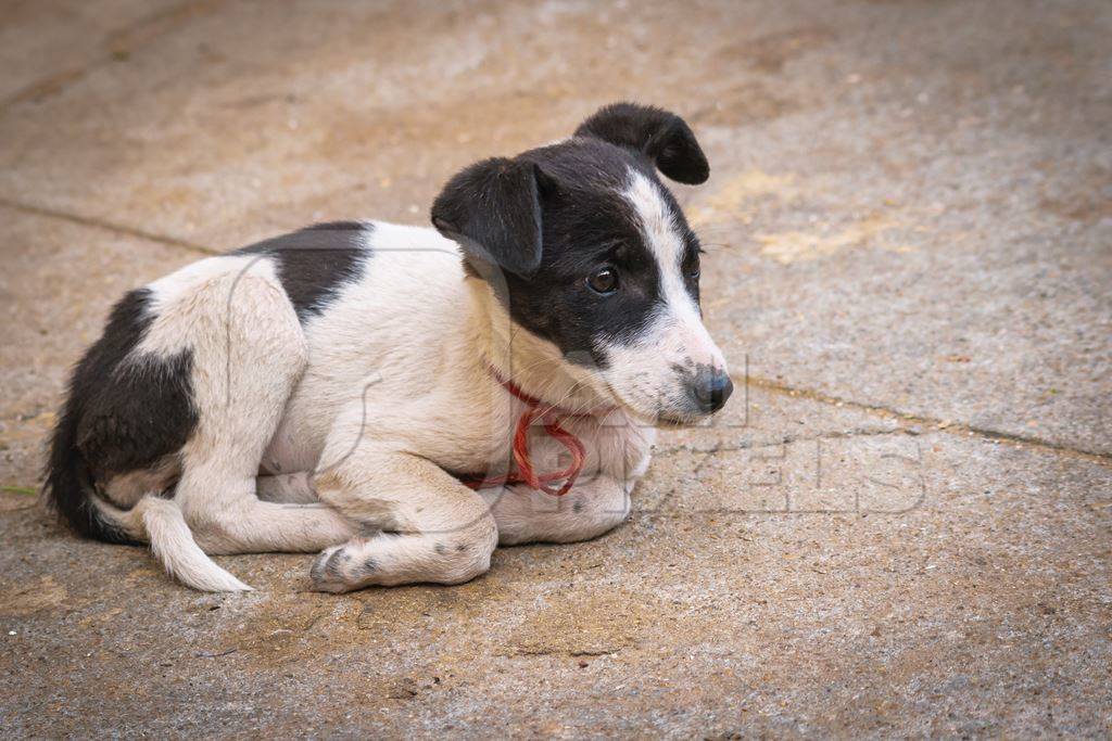 Small cute stray street puppies in Rajasthan