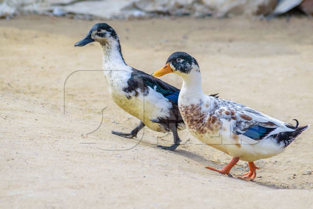 Photo of farmed Indian ducks crossing the road in a village in rural Bihar in India