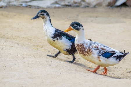 Photo of farmed Indian ducks crossing the road in a village in rural Bihar in India