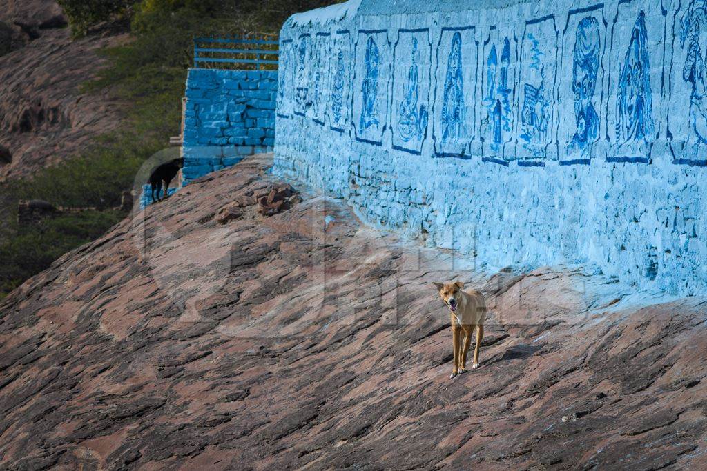 Indian street dogs or stray pariah dogs with large blue wall background in the urban city of Jodhpur, India, 2022