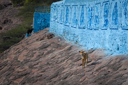 Indian street dogs or stray pariah dogs with large blue wall background in the urban city of Jodhpur, India, 2022