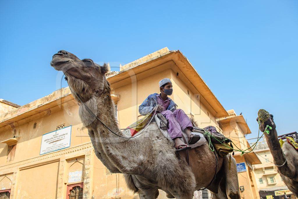 Indian camels being led along the road to be used for camel rides for tourists, Amer, just outside Jaipur, Rajasthan, India, 2022