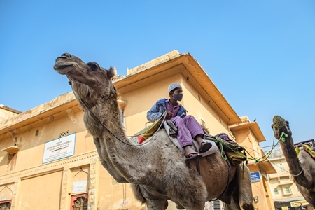 Indian camels being led along the road to be used for camel rides for tourists, Amer, just outside Jaipur, Rajasthan, India, 2022