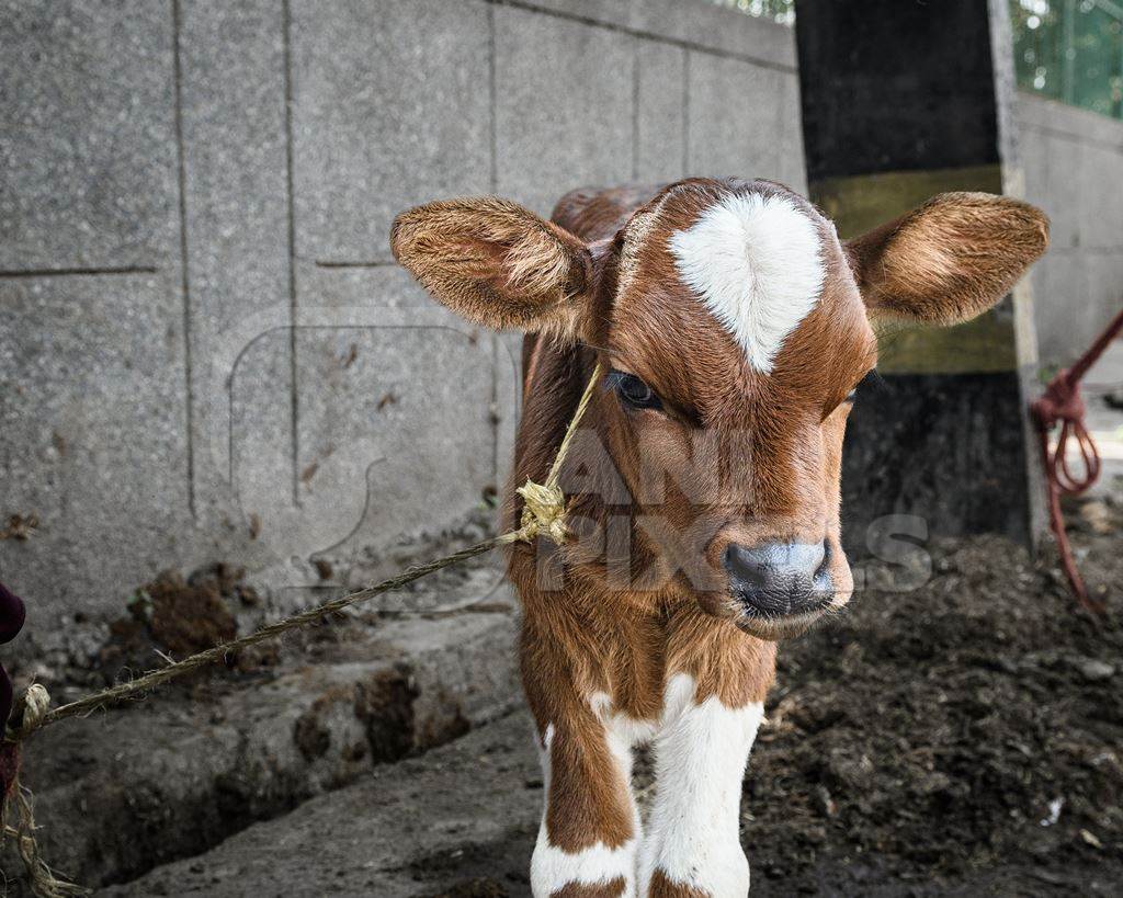 Indian dairy cow calf tied up in the street outside a small urban tabela, Ghazipur Dairy Farm, Delhi, India, 2022