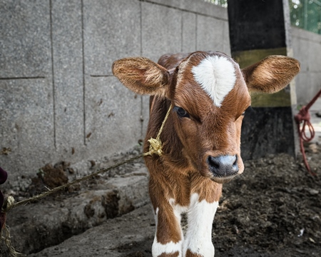 Indian dairy cow calf tied up in the street outside a small urban tabela, Ghazipur Dairy Farm, Delhi, India, 2022