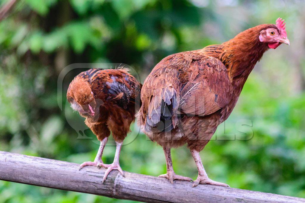 Free range chickens standing on a fence in a village in rural Assam
