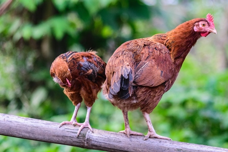 Free range chickens standing on a fence in a village in rural Assam