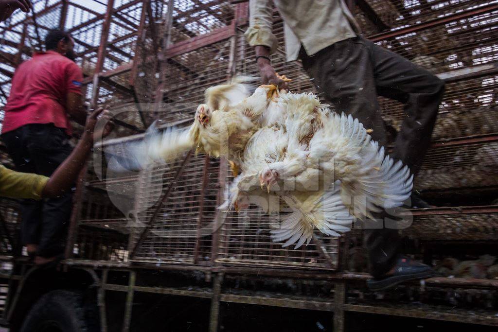 Broiler chickens raised for meat being unloaded from transport trucks near Crawford meat market