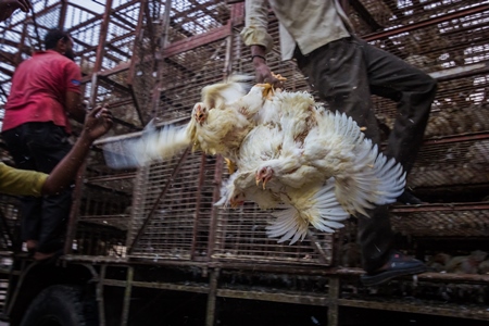 Broiler chickens raised for meat being unloaded from transport trucks near Crawford meat market