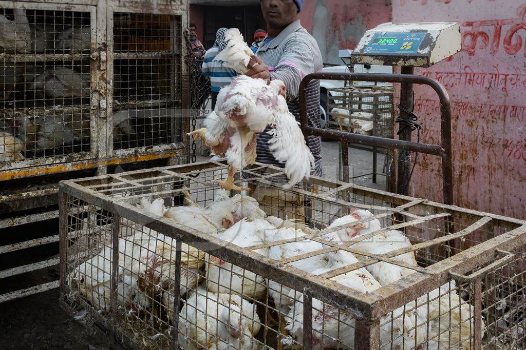 Indian broiler chickens removed from a transport truck to supply a small chicken shop in Jaipur, India, 2022