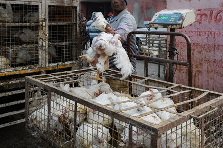 Indian broiler chickens removed from a transport truck to supply a small chicken shop in Jaipur, India, 2022